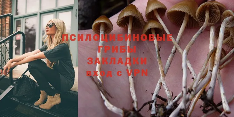 Галлюциногенные грибы Psilocybe  купить наркоту  mega зеркало  Сорск 